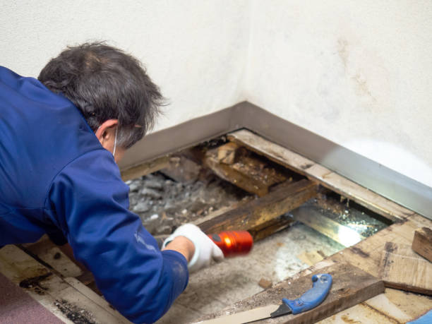 Best Crawl Space Mold Removal  in Hurley, NM