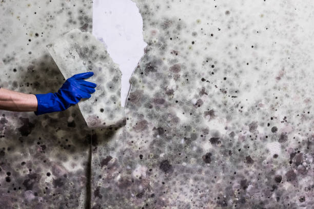 Best Residential Mold Removal  in Hurley, NM