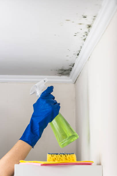 Hurley, NM Mold Removal Company
